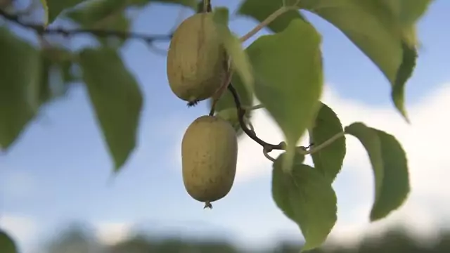 corenet - Mini kiwi fruit plantation and technologies